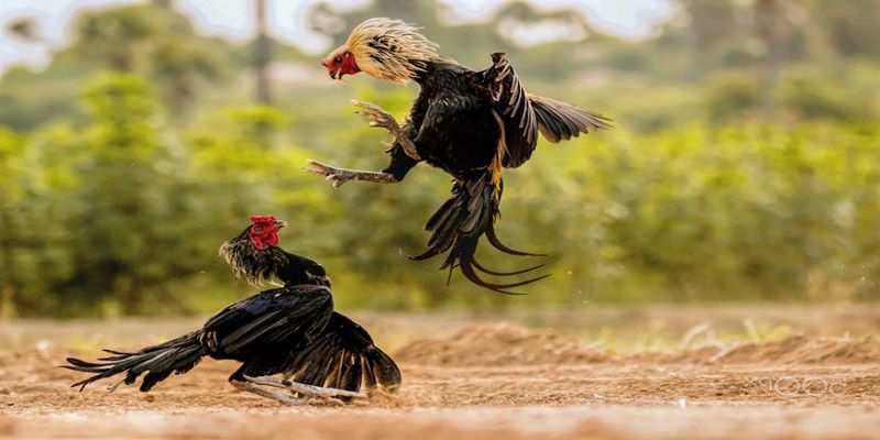 Hấp dẫn, lôi cuốn và kịch tính với hình thức đá gà cựa dao